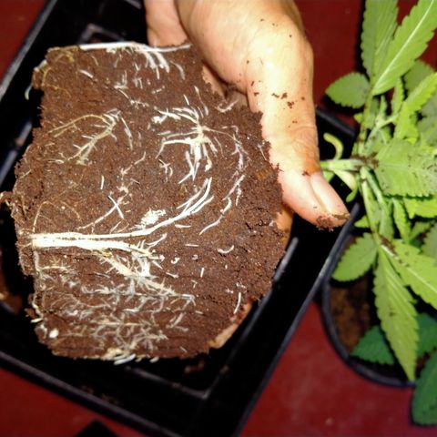 Mandarin Zkitt No.2 growlog timeline photo