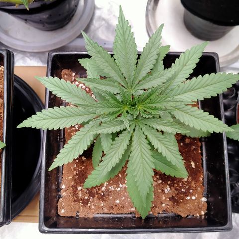 Mandarin Zkitt No.2 growlog timeline photo