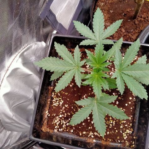 Gorilla Glue Auto No.1 growlog timeline photo