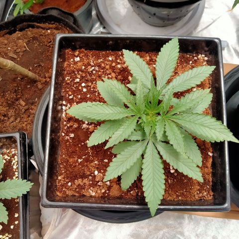 Mandarin Zkitt No.1 growlog timeline photo