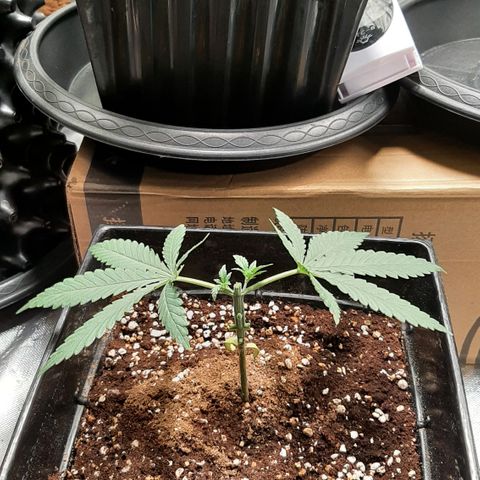 Mandarin Zkitt No.1 growlog timeline photo