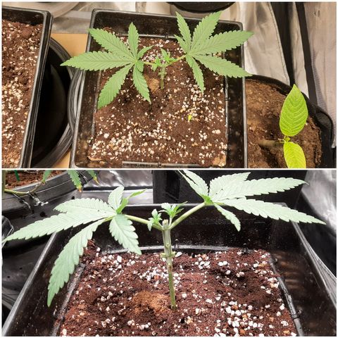 Mandarin Zkitt No.2 growlog timeline photo
