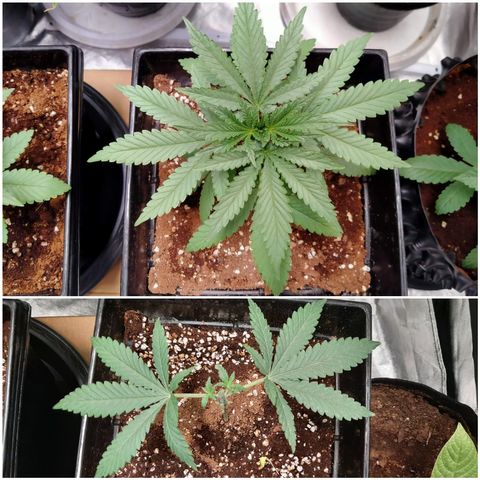 Mandarin Zkitt No.2 growlog timeline photo