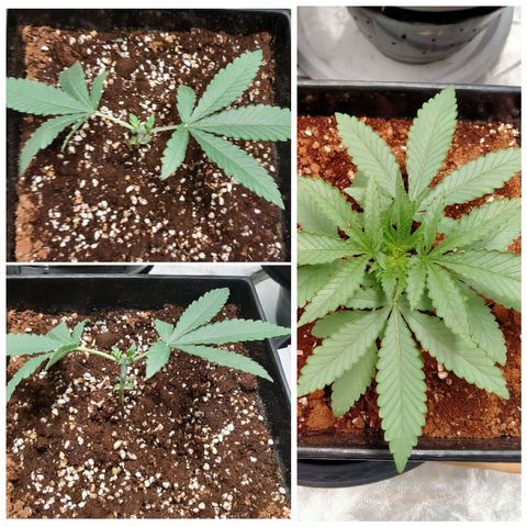 Mandarin Zkitt No.1 growlog timeline photo