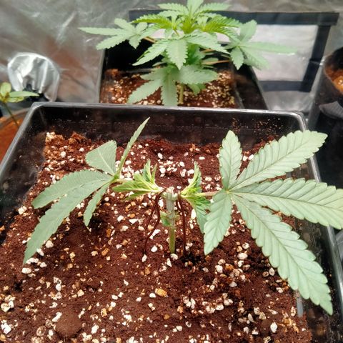 Mandarin Zkitt No.1 growlog timeline photo