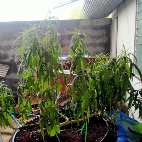 พันธุ์ไทย ท่าศาลา growlog timeline photo