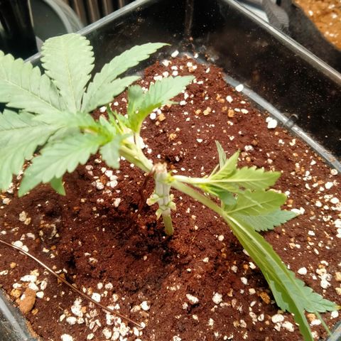 Mandarin Zkitt No.1 growlog timeline photo