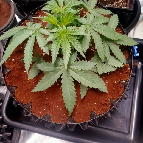Gorilla Glue Auto No.1 growlog timeline photo