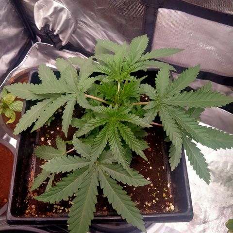 Gorilla Glue Auto No.1 growlog timeline photo