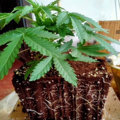 Gorilla Glue Auto No.1 growlog timeline photo