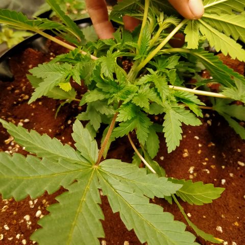 Gorilla Glue Auto No.1 growlog photo: ต้นเตี้ย เพราะไฟกดต่ำ แก้ด้วยปรับไฟให้สูงขึ้น รอดูอาการสองสามวัน