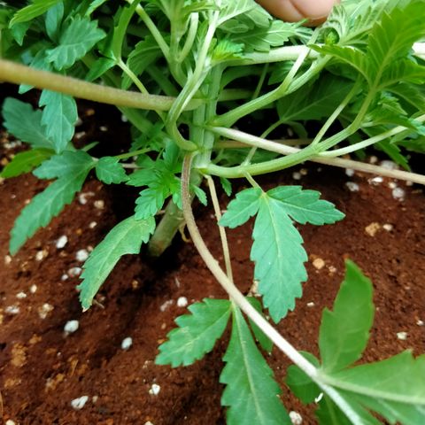 Gorilla Glue Auto No.1 growlog photo: ต้นเตี้ย เพราะไฟกดต่ำ แก้ด้วยปรับไฟให้สูงขึ้น รอดูอาการสองสามวัน
