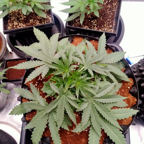 Gorilla Glue Auto No.1 growlog timeline photo