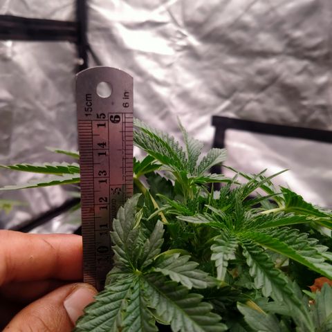 Gorilla Glue Auto No.1 growlog timeline photo