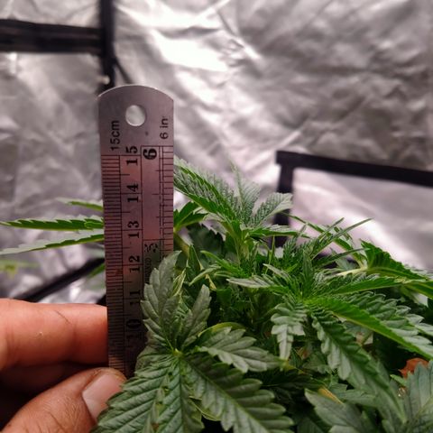 Gorilla Glue Auto No.1 growlog timeline photo