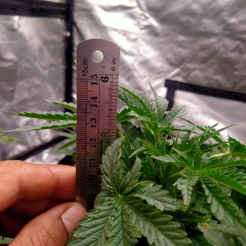 Gorilla Glue Auto No.1 growlog timeline photo