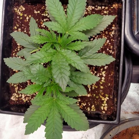 Mandarin Zkitt No.1 growlog timeline photo