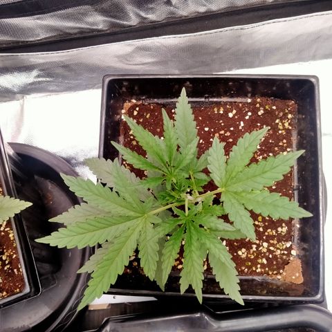 Mandarin Zkitt No.2 growlog timeline photo