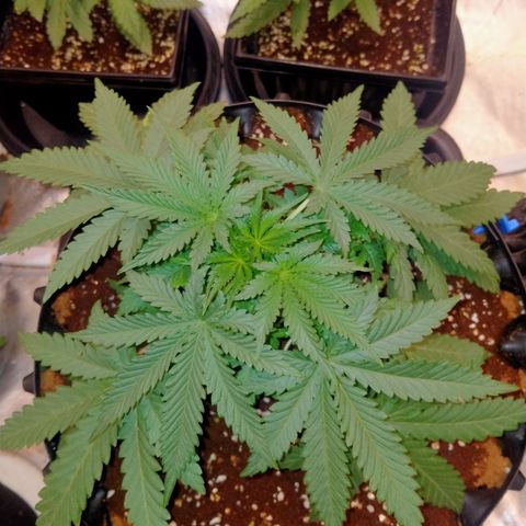 Gorilla Glue Auto No.1 growlog timeline photo