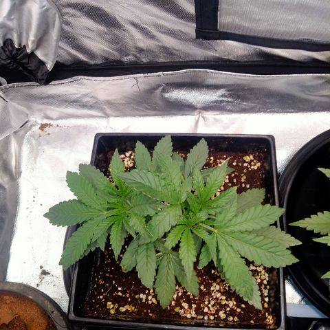 Mandarin Zkitt No.1 growlog timeline photo