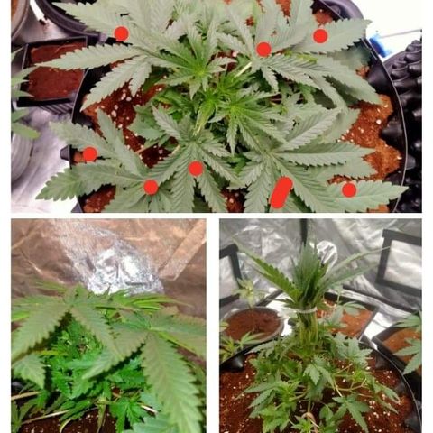 Gorilla Glue Auto No.1 growlog timeline photo