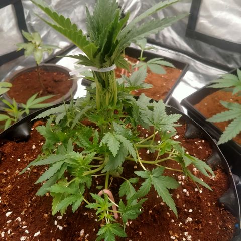 Gorilla Glue Auto No.1 growlog timeline photo