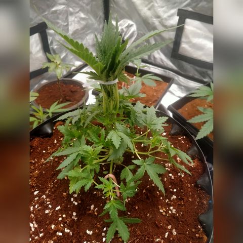 Gorilla Glue Auto No.1 growlog timeline photo