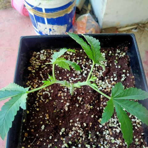 Mandarin Zkitt No.1 growlog timeline photo