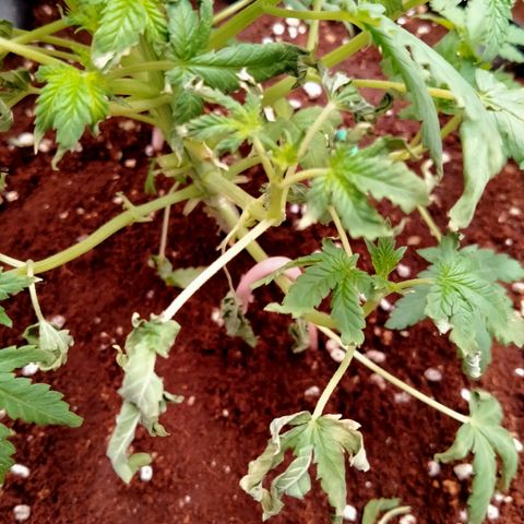 Gorilla Glue Auto No.1 growlog timeline photo