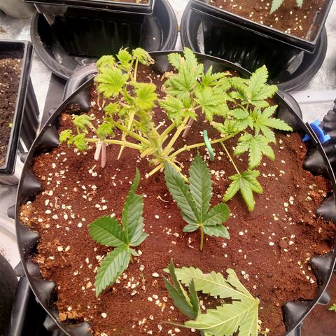 Gorilla Glue Auto No.1 growlog timeline photo