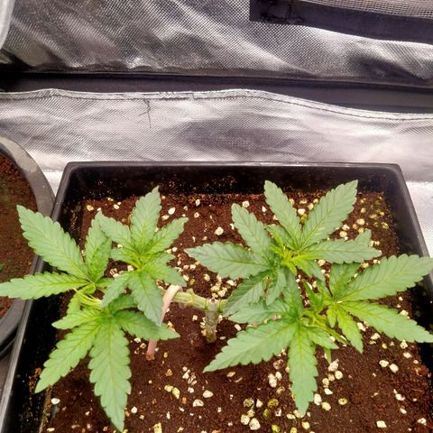 Mandarin Zkitt No.1 growlog timeline photo