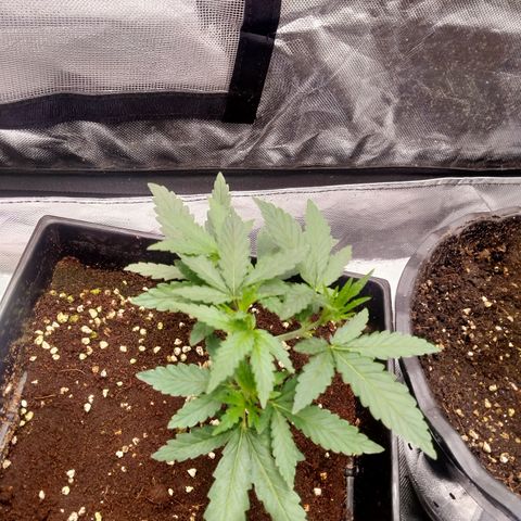 Mandarin Zkitt No.2 growlog timeline photo