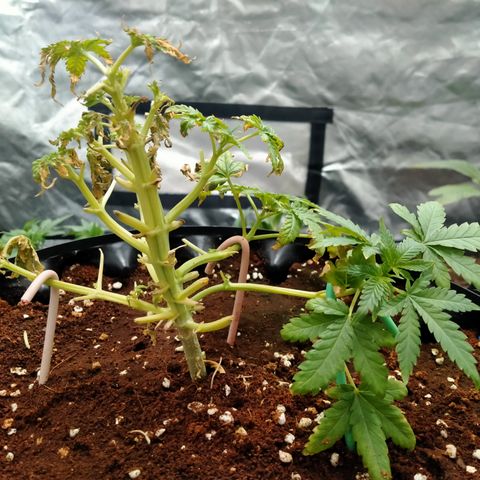 Gorilla Glue Auto No.1 growlog timeline photo