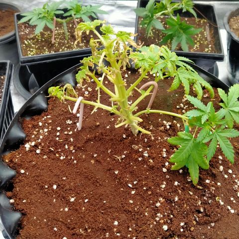 Gorilla Glue Auto No.1 growlog timeline photo