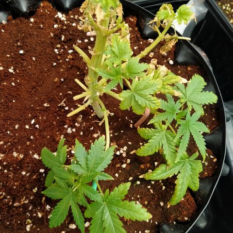 Gorilla Glue Auto No.1 growlog timeline photo