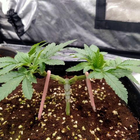 Mandarin Zkitt No.1 growlog timeline photo