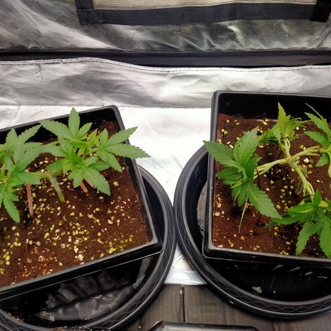 Mandarin Zkitt No.2 growlog timeline photo