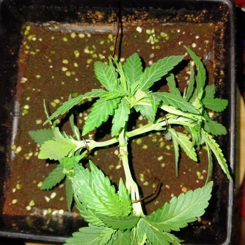 Mandarin Zkitt No.2 growlog timeline photo