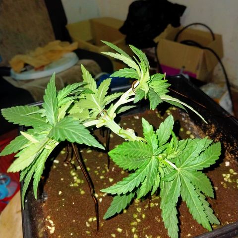 Mandarin Zkitt No.2 growlog timeline photo
