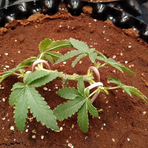Mandarin Zkitt No.1 growlog photo: ท็อบครั้งที่ 3