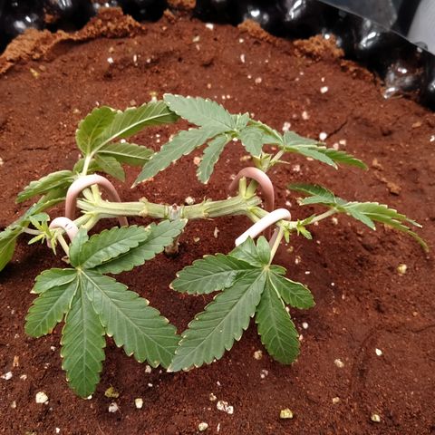 Mandarin Zkitt No.1 growlog photo: ท็อบครั้งที่ 3