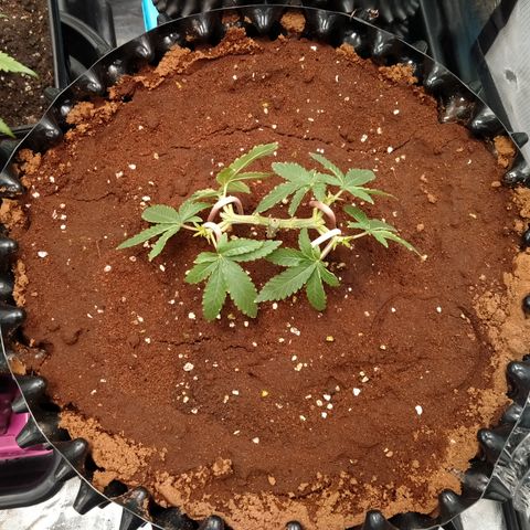 Mandarin Zkitt No.1 growlog photo: ท็อบครั้งที่ 3