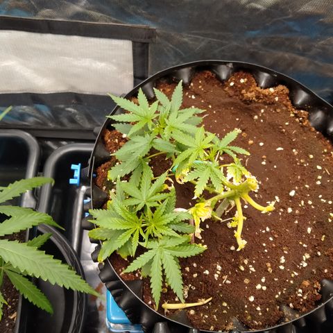 Gorilla Glue Auto No.1 growlog timeline photo