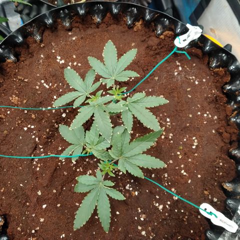 Mandarin Zkitt No.1 growlog photo: กางแขน กางขา