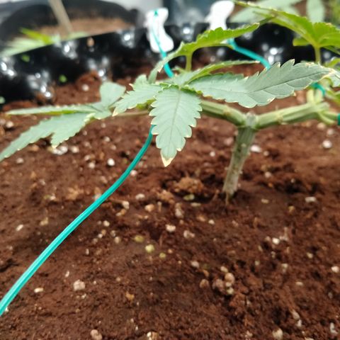 Mandarin Zkitt No.1 growlog photo: กางแขน กางขา