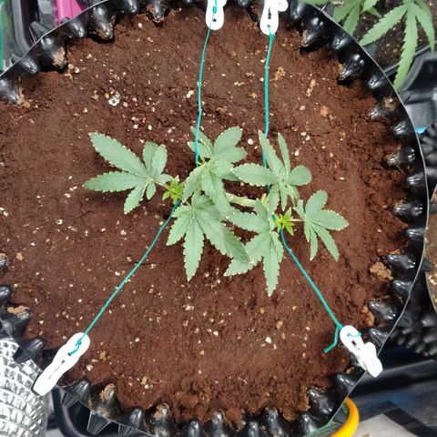 Mandarin Zkitt No.1 growlog photo: กางแขน กางขา