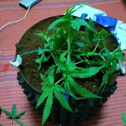 Mandarin Zkitt No.2 growlog timeline photo