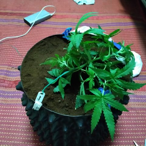 Mandarin Zkitt No.2 growlog timeline photo