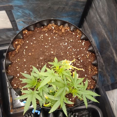 Gorilla Glue Auto No.1 growlog timeline photo