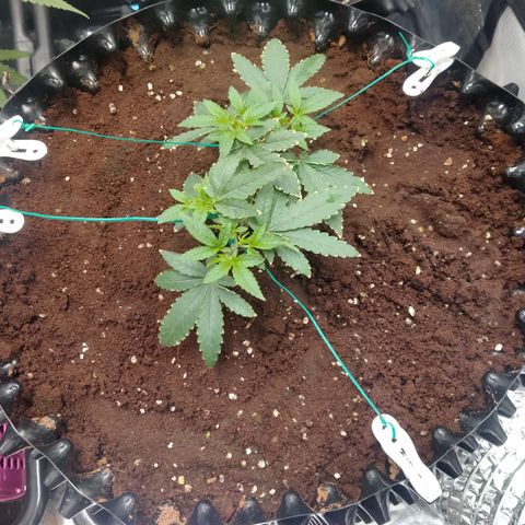 Mandarin Zkitt No.1 growlog timeline photo